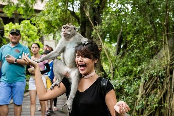 Monkey Forest Ubud Tours With 2 Bali Cute Waterfall